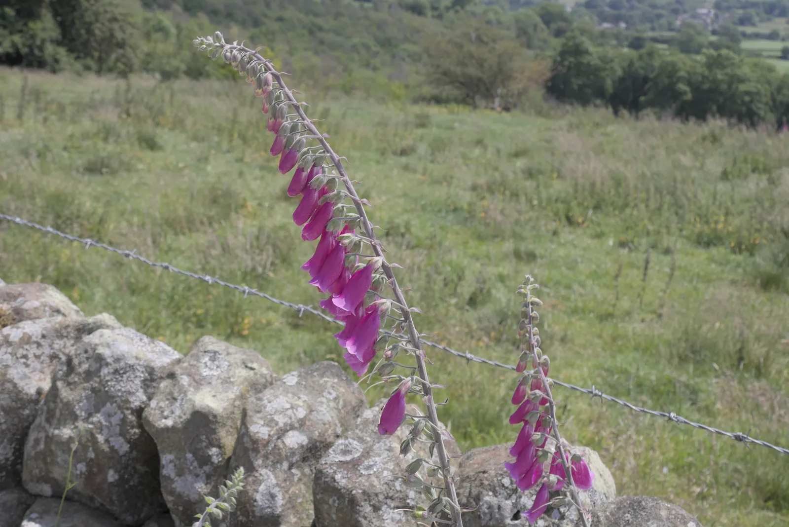 Common Foxglove (Digitalis Purpurea) — They pair well with ferns, hostas, and other shade-loving perennials, image 104