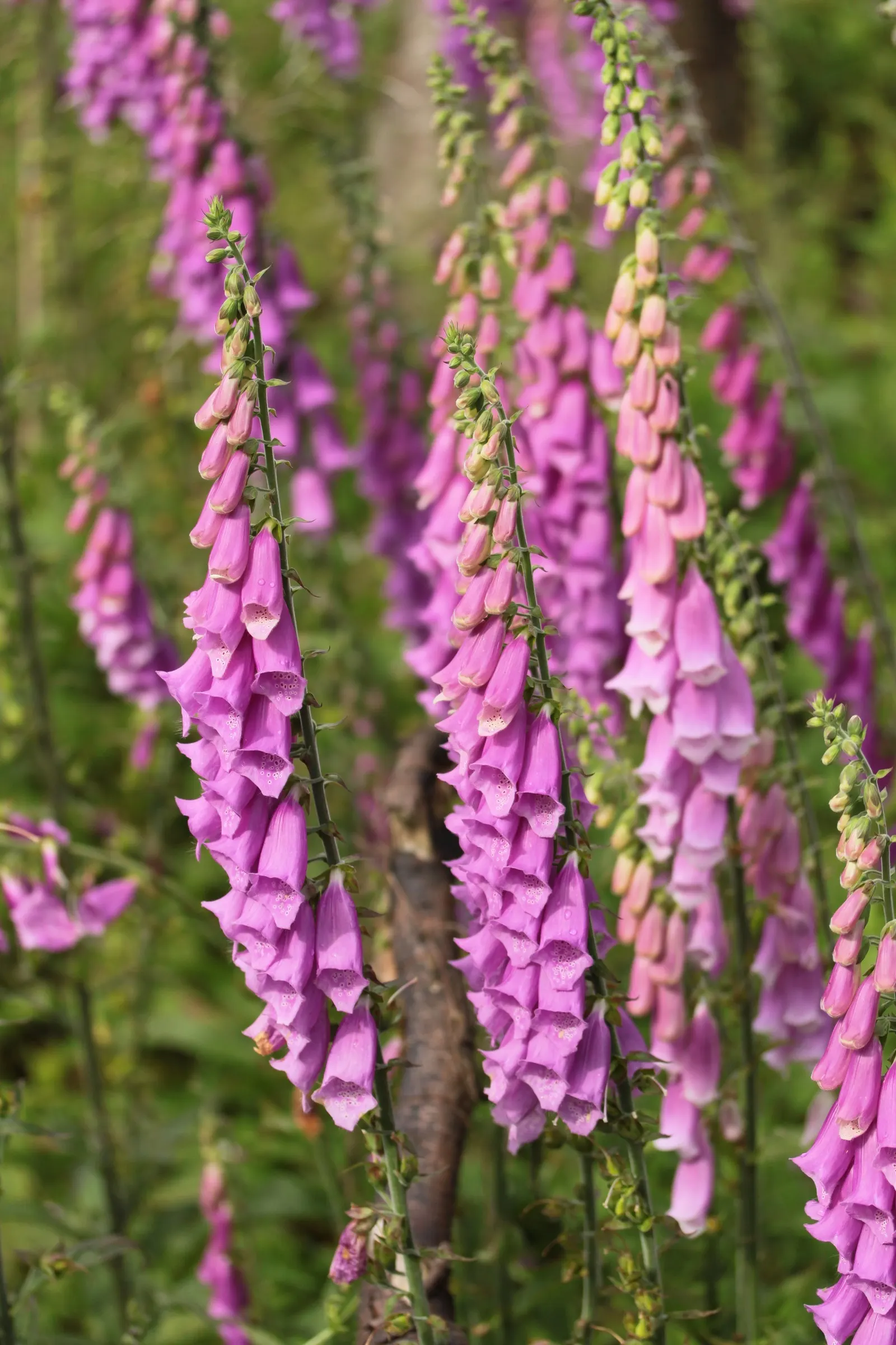 Common Foxglove (Digitalis Purpurea) — Growing to heights ranging from 3 to 5 feet; perennial with multi-colored and pink and purple blooms, image 62