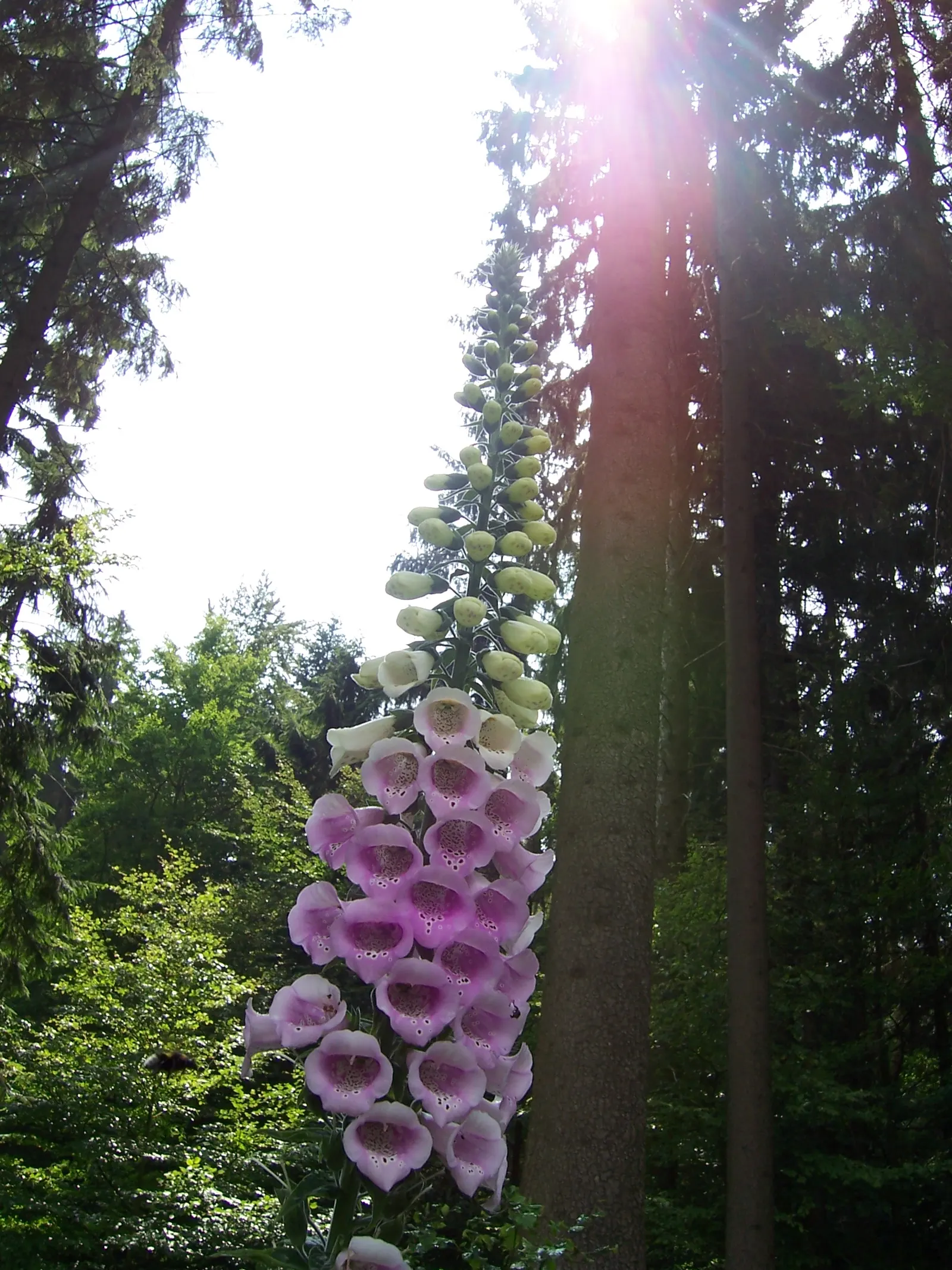 Common Foxglove (Digitalis Purpurea) — perennial for half; with its stately presence and rustic charm, image 135