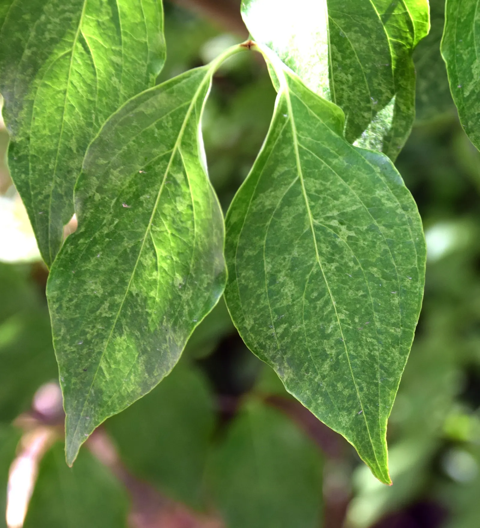 Chinese Dogwood (Cornus Kousa Var. Chinensis) — deciduous tree is celebrated for its multi-seasonal interest