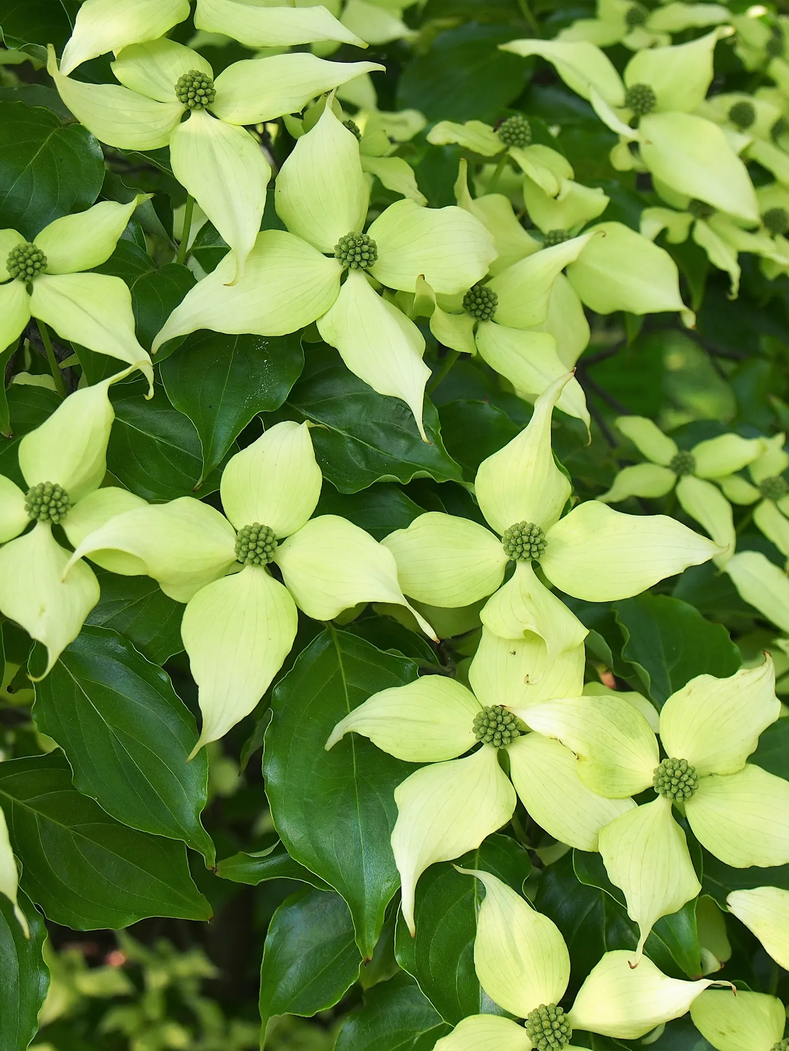 Chinese Dogwood (Cornus Kousa Var. Chinensis) — followed by raspberry-like fruits; known for its layered structure and vase shape, image 92
