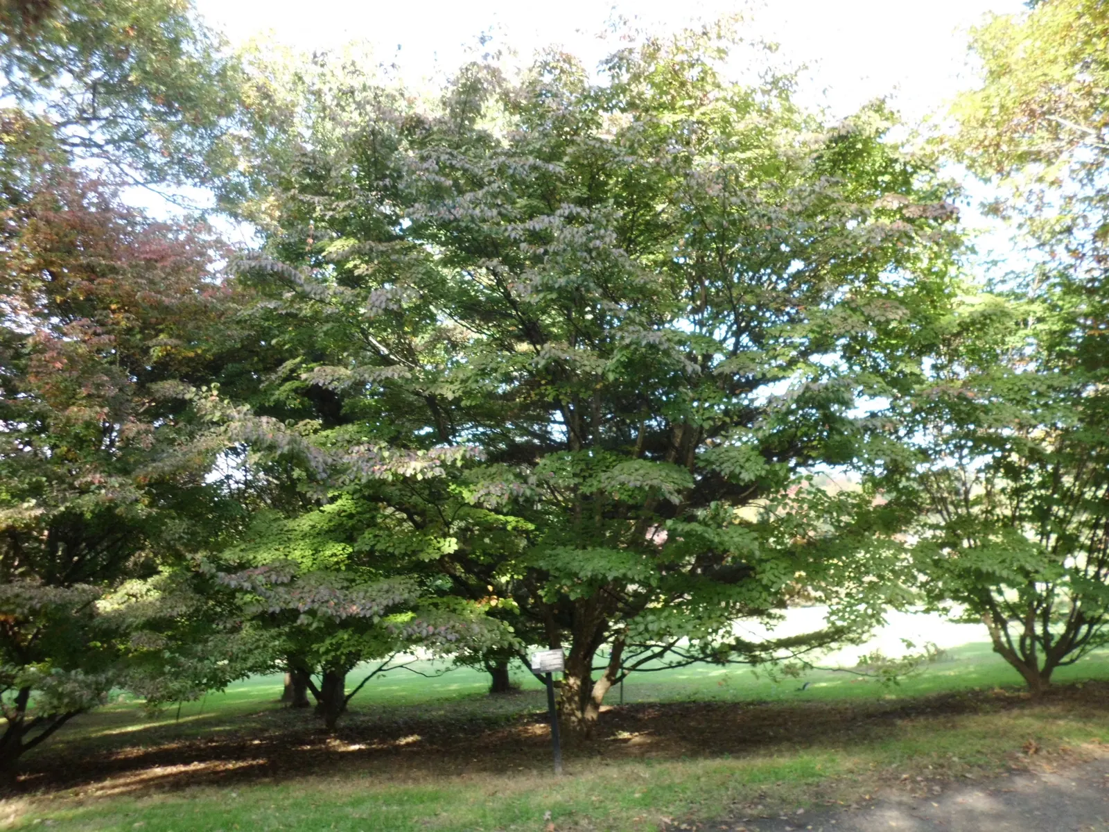Chinese Dogwood (Cornus Kousa Var. Chinensis) — Desirable for its year-round beauty