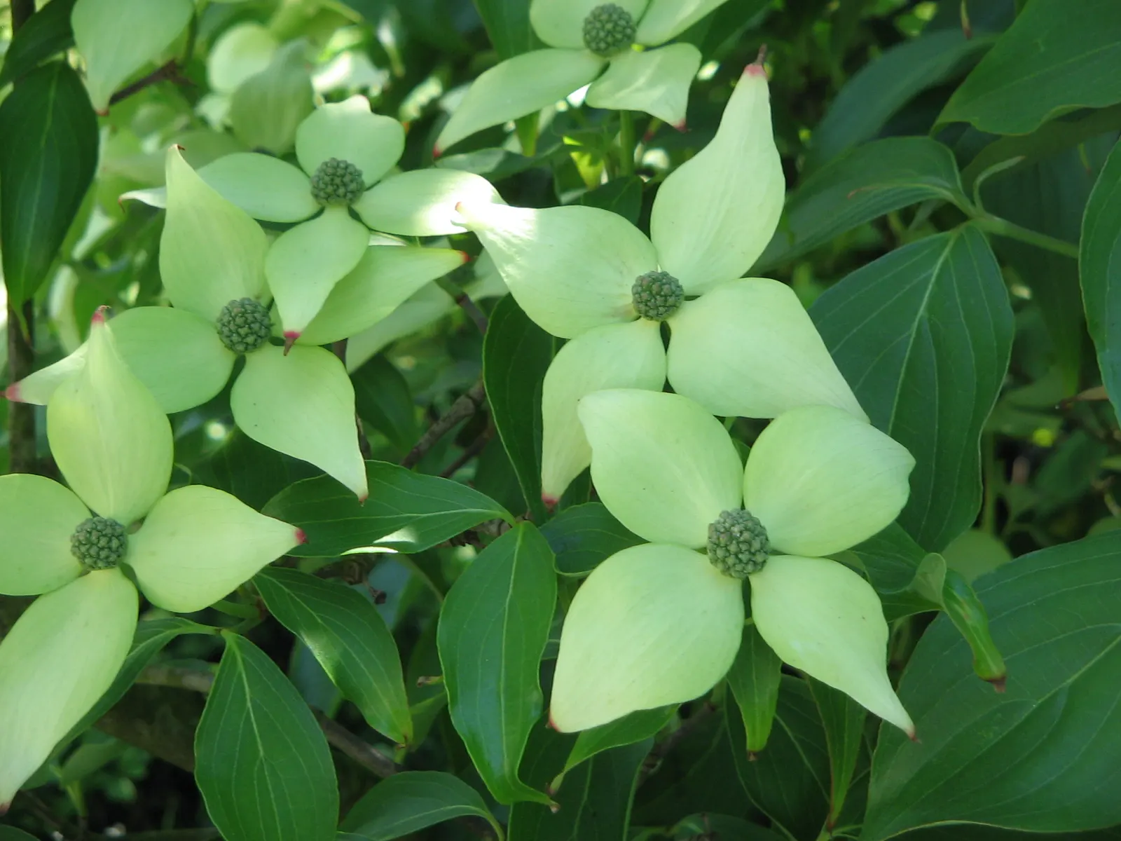 Chinese Dogwood (Cornus Kousa Var. Chinensis) — chinensis) is a graceful, small deciduous tree reaching up to 20-30 feet at maturity; deciduous, image 60