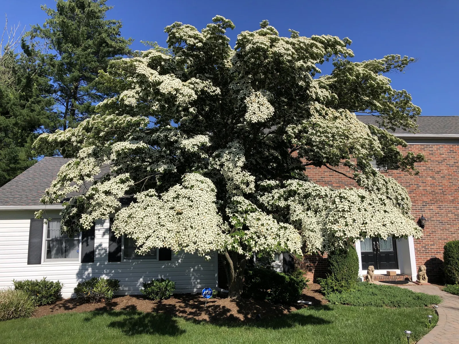 Chinese Dogwood (Cornus Kousa Var. Chinensis) — typically maturing to a height of 15 to 30 feet with a spread of 15 to 30 feet at an average growth rate
