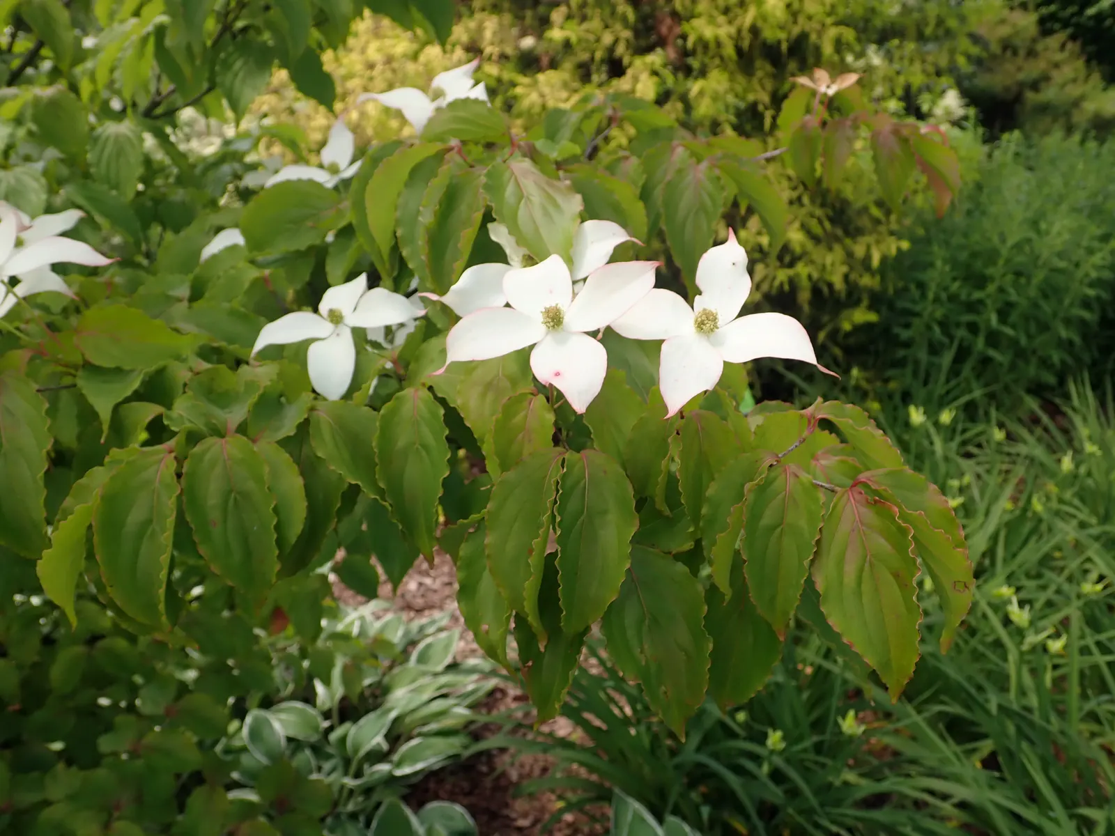 Chinese Dogwood (Cornus Kousa Var. Chinensis) — showcasing a pleasing rounded to vase-shaped canopy.<br><br>In late spring to early summer; chinese, image 100