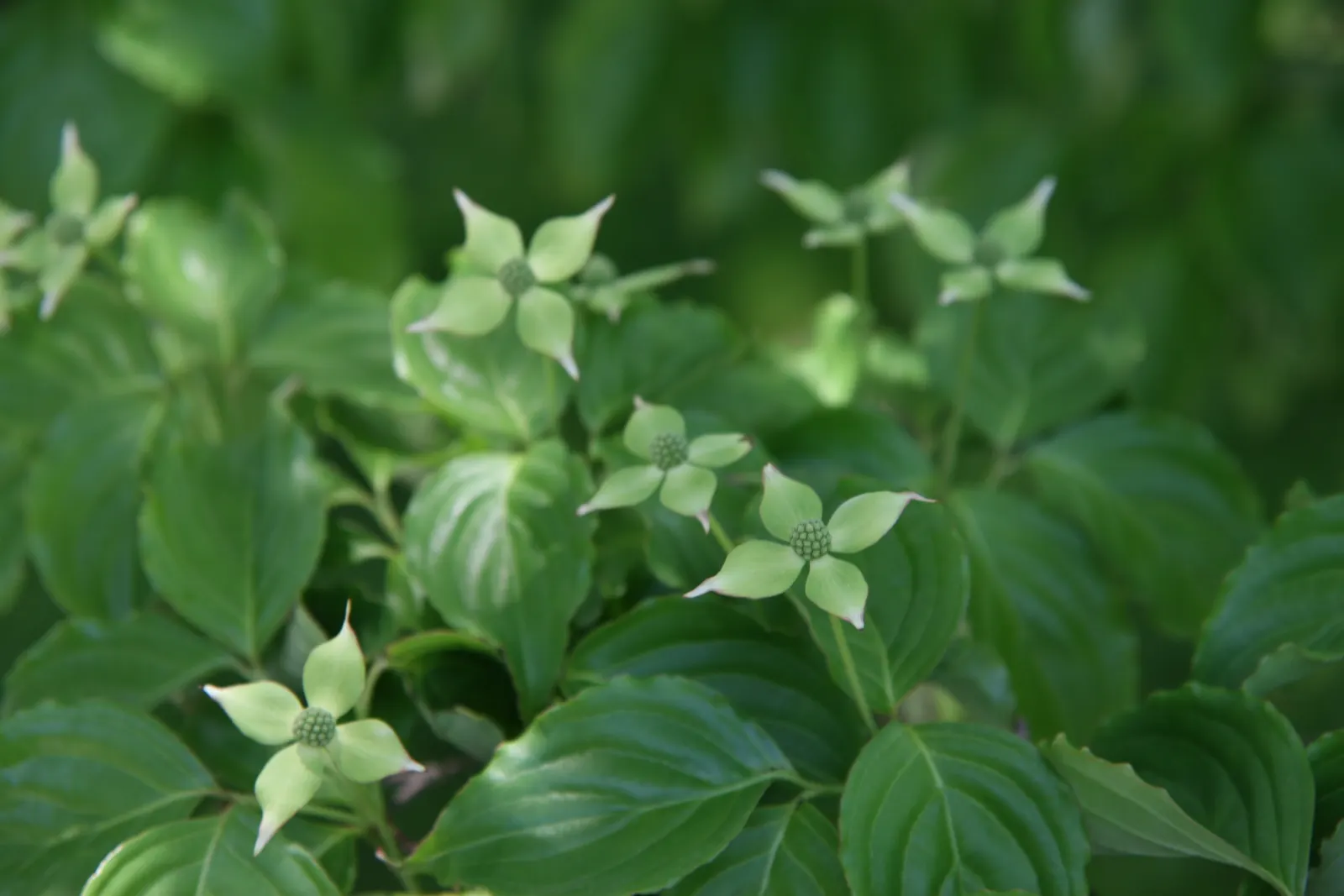 Chinese Dogwood (Cornus Kousa Var. Chinensis) — It is also relatively low-maintenance; shrub / tree with white blooms