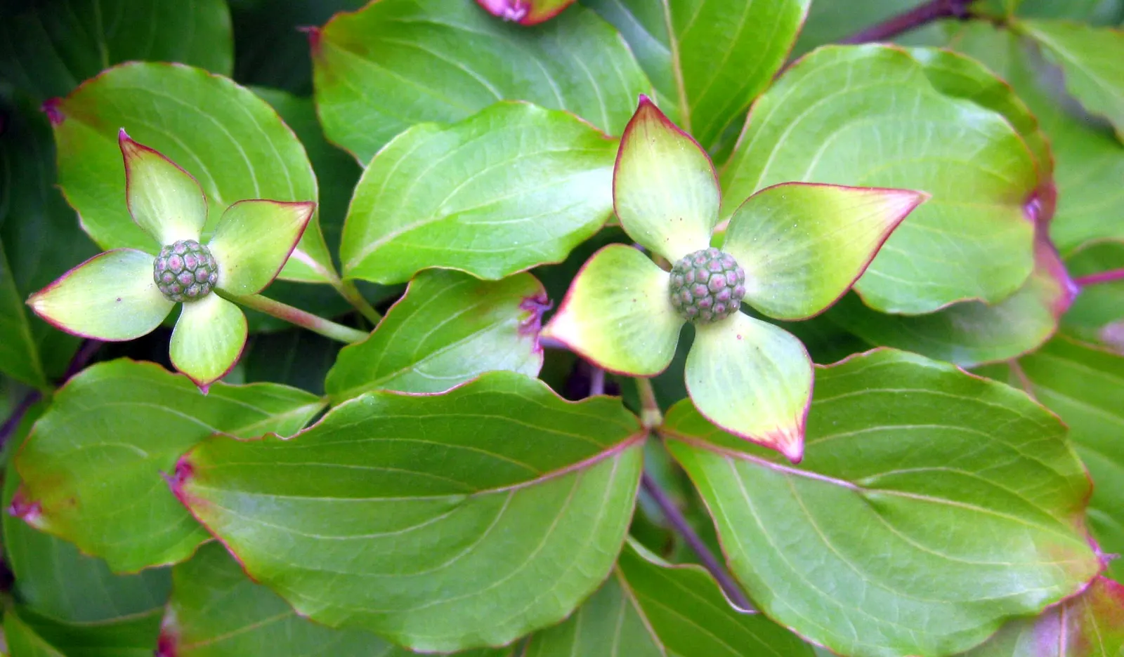 Chinese Dogwood (Cornus Kousa Var. Chinensis) — consider incorporating the Chinese Dogwood