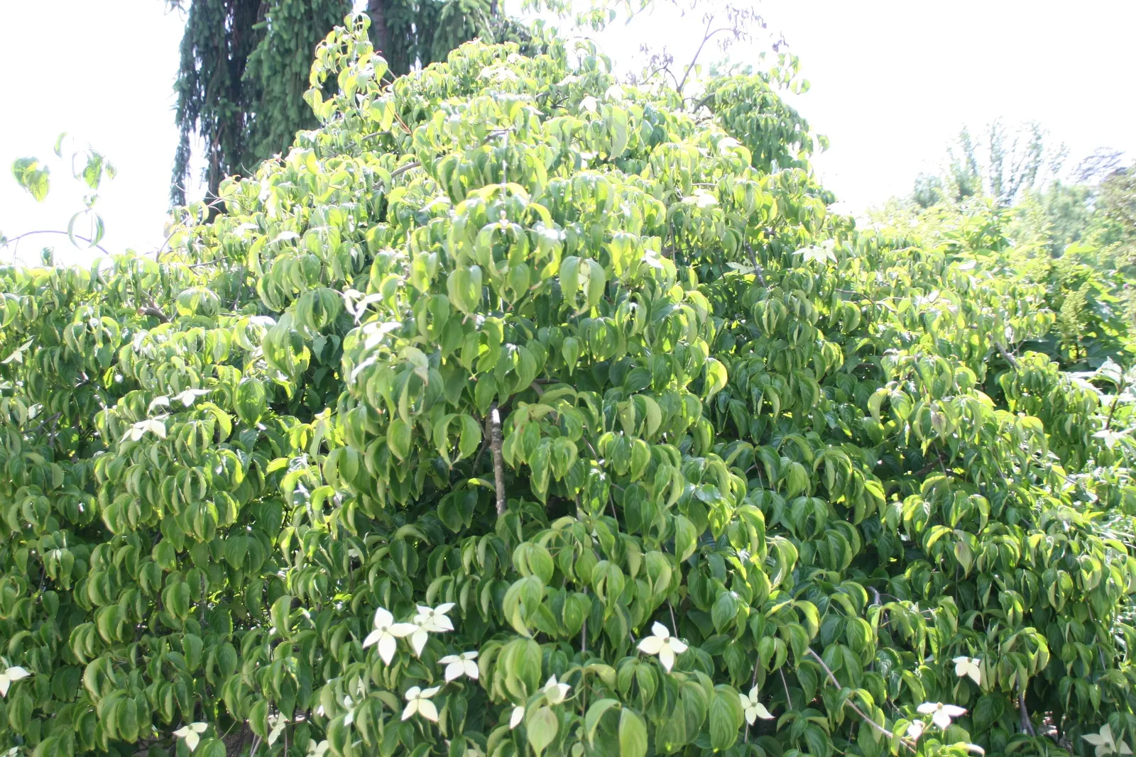 Chinese Dogwood (Cornus Kousa Var. Chinensis) — with good resistance to pests and diseases; it has green foliage that turns to radiant reds and, image 80