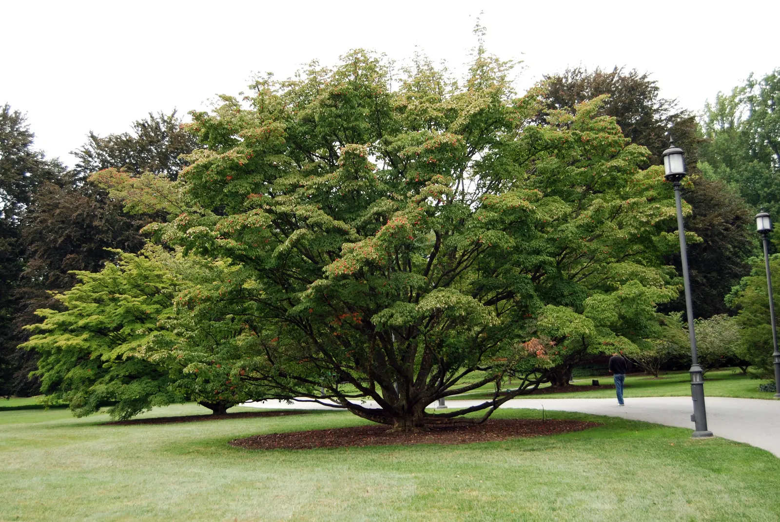 Chinese Dogwood (Cornus Kousa Var. Chinensis) — Chinese Dogwood (Cornus kousa var; it features prolific white-to-pink bracts in late spring, image 59