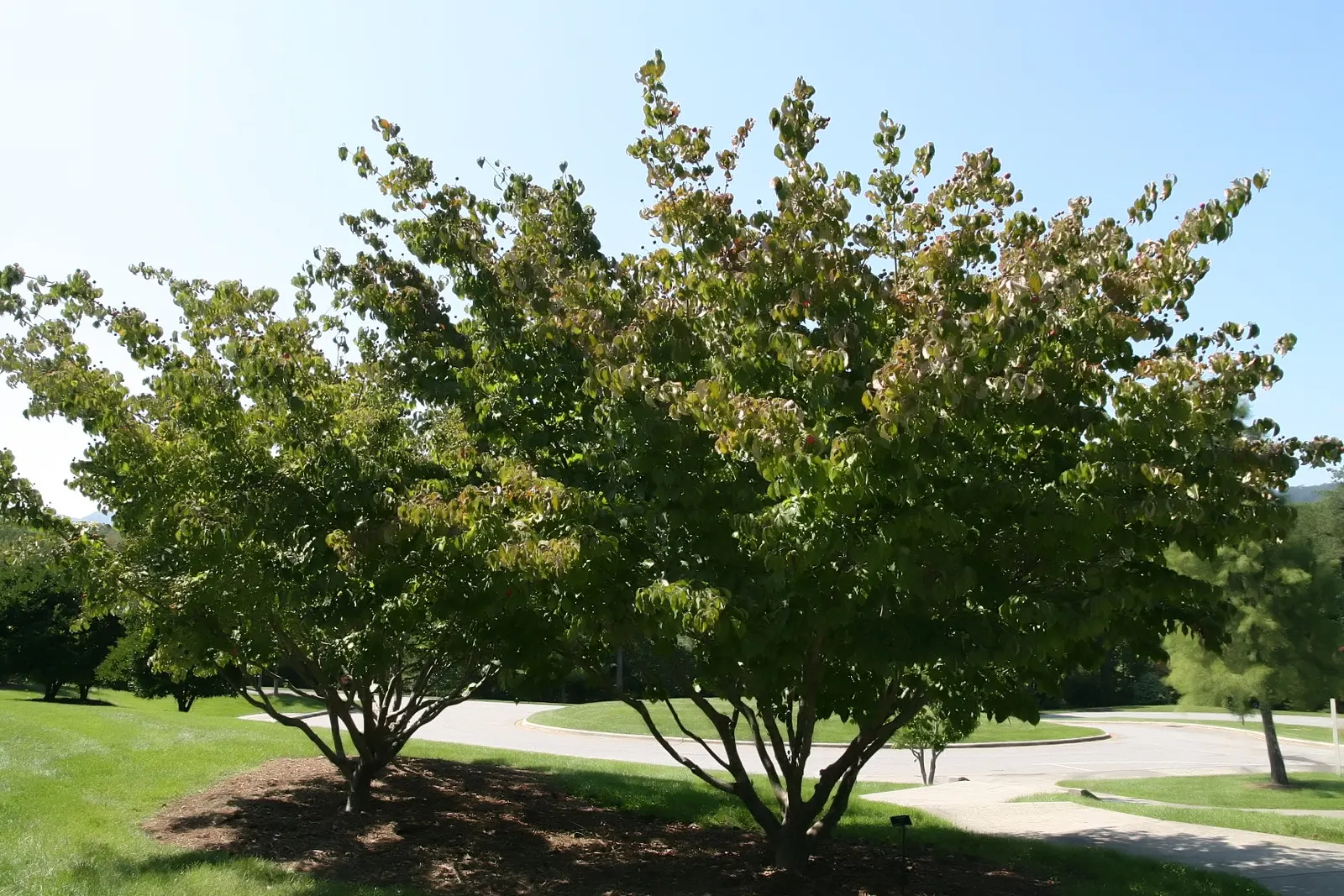 Chinese Dogwood (Cornus Kousa Var. Chinensis) — For an elegant touch of both form and function in your landscape design