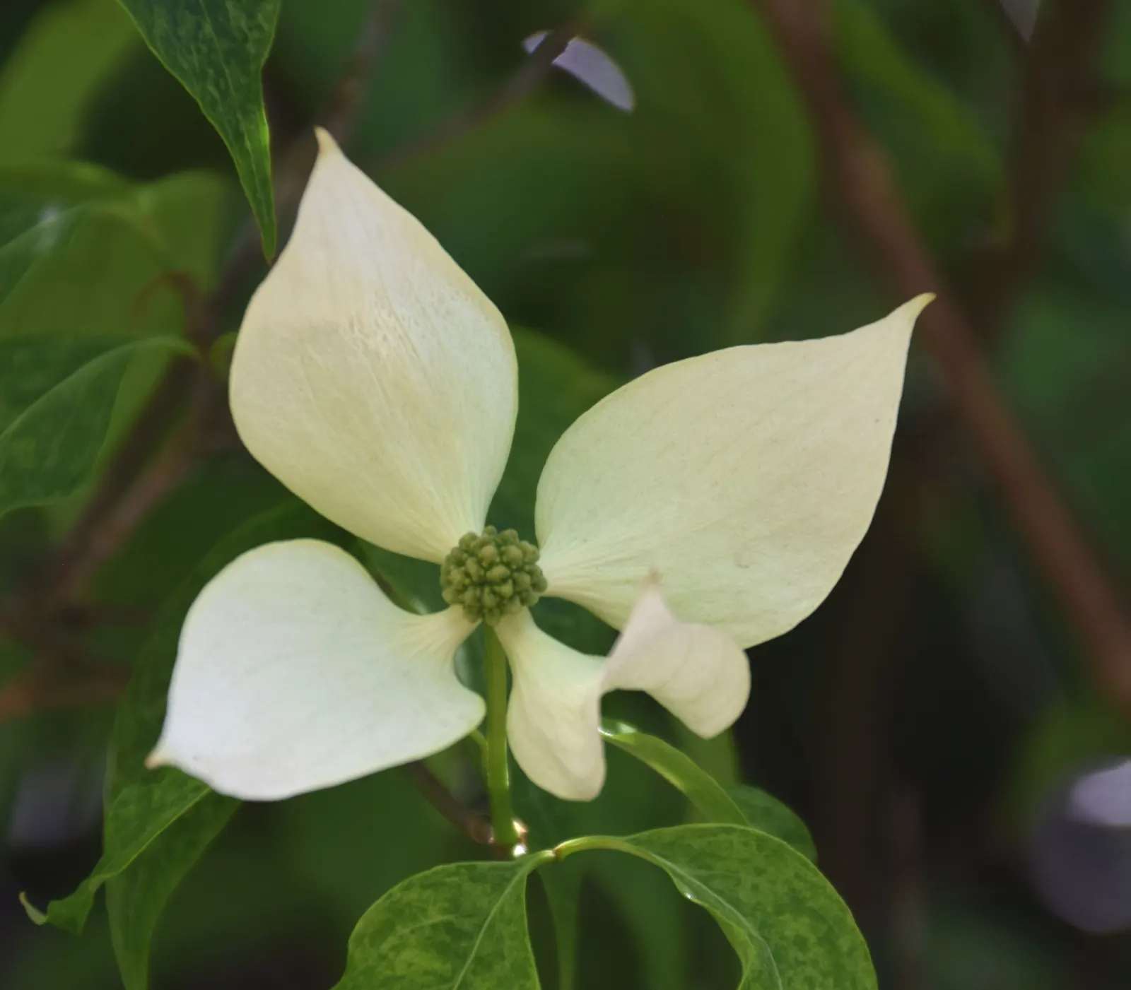 Chinese Dogwood (Cornus Kousa Var. Chinensis) — For an elegant touch of both form and function in your landscape design; from specimen and border plantings to