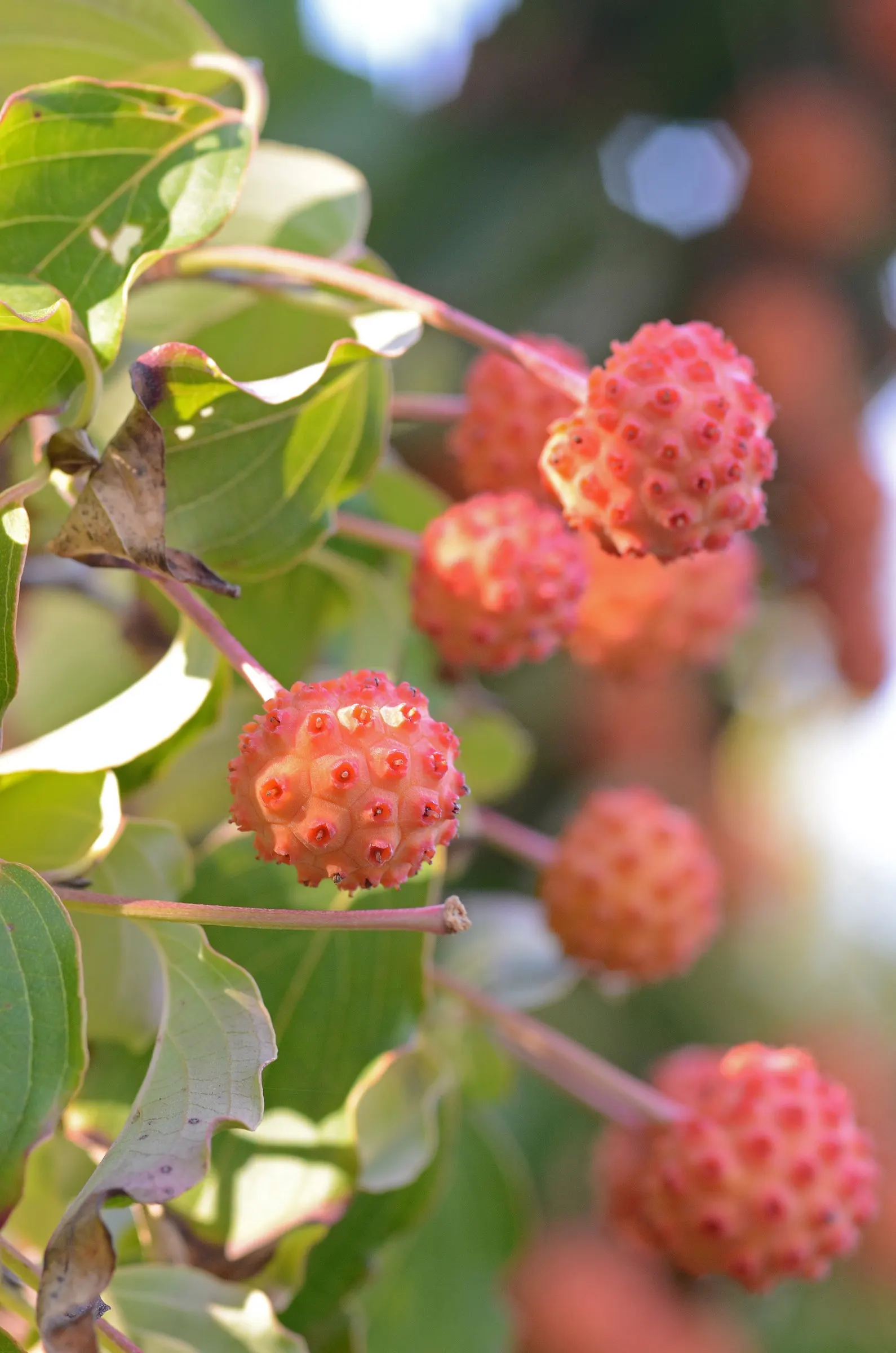 Chinese Dogwood (Cornus Kousa Var. Chinensis) — shrub / tree for full or half; the Chinese Dogwood will undoubtedly be an exquisite and enduring, image 116