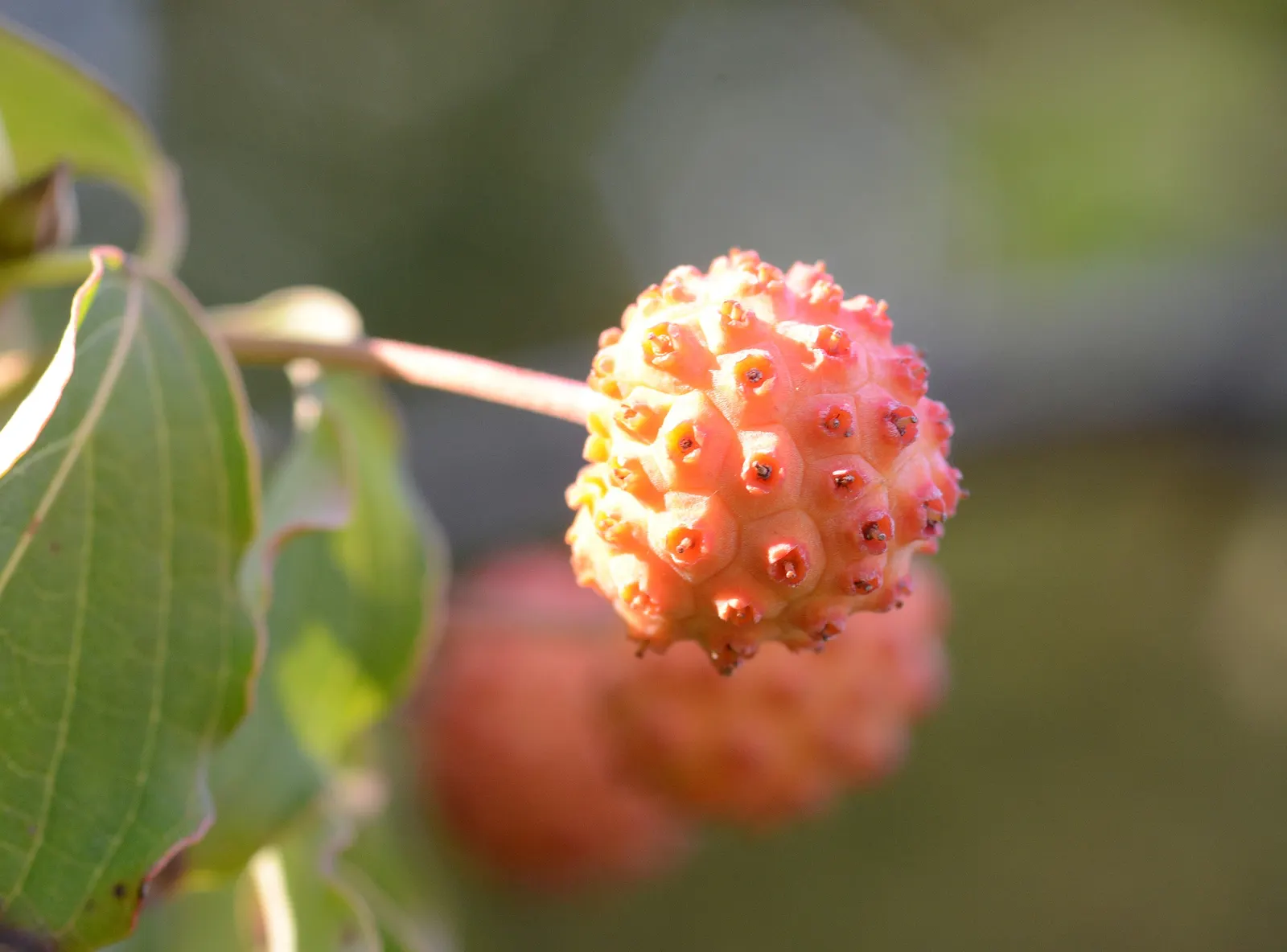 Chinese Dogwood (Cornus Kousa Var. Chinensis) — white flowers in the garden; typically maturing to a height of 15 to 30 feet with a spread of 15 to, image 114