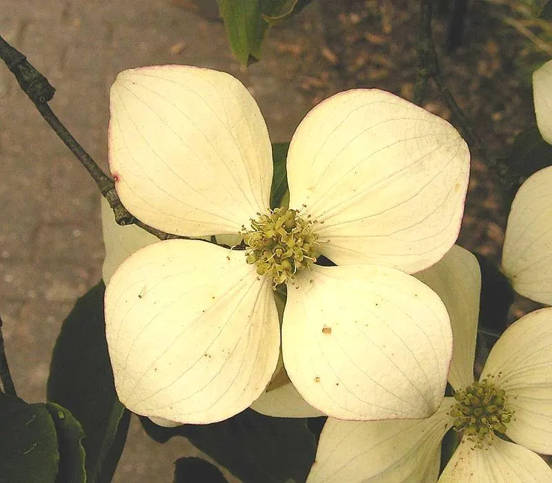 Chinese Dogwood (Cornus Kousa Var. Chinensis) — scientifically known as Cornus kousa var