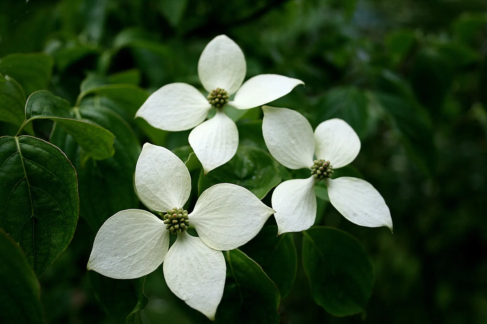 Chinese Dogwood (Cornus Kousa Var. Chinensis) — It has green foliage that turns to radiant reds and purples in fall