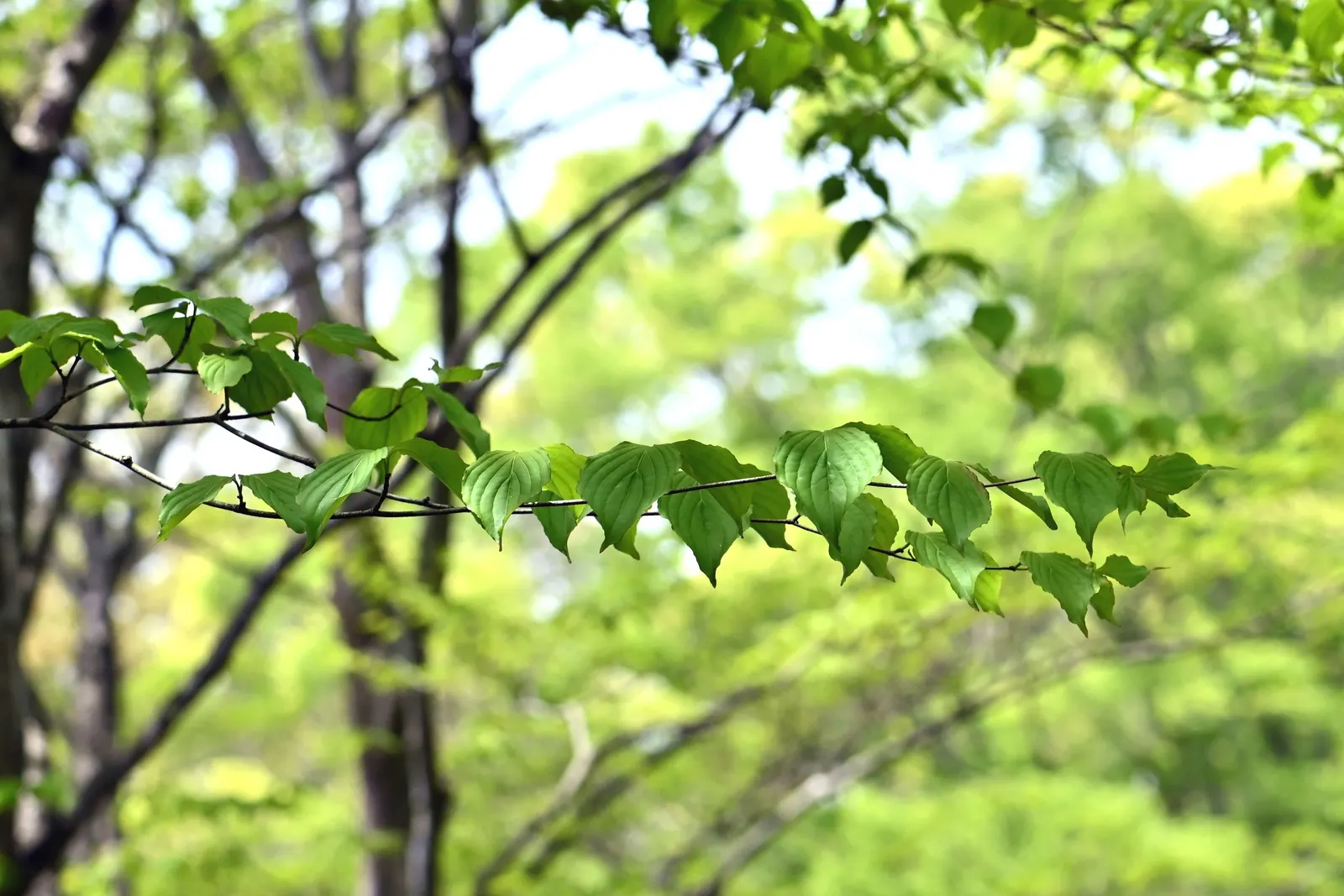 Chinese Dogwood (Cornus Kousa Var. Chinensis) — Desirable for its year-round beauty; white flowers in the garden