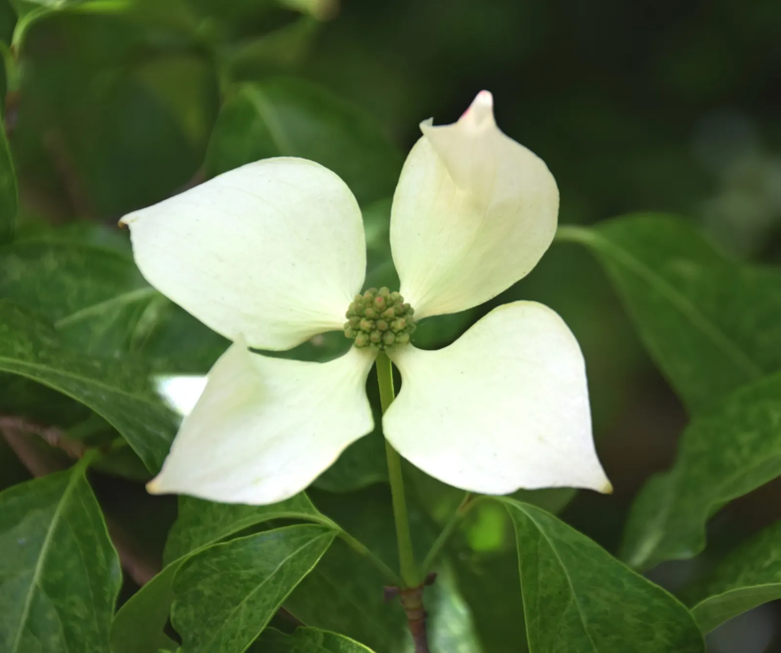 Chinese Dogwood (Cornus Kousa Var. Chinensis) — typically maturing to a height of 15 to 30 feet with a spread of 15 to 30 feet at an average growth, image 70