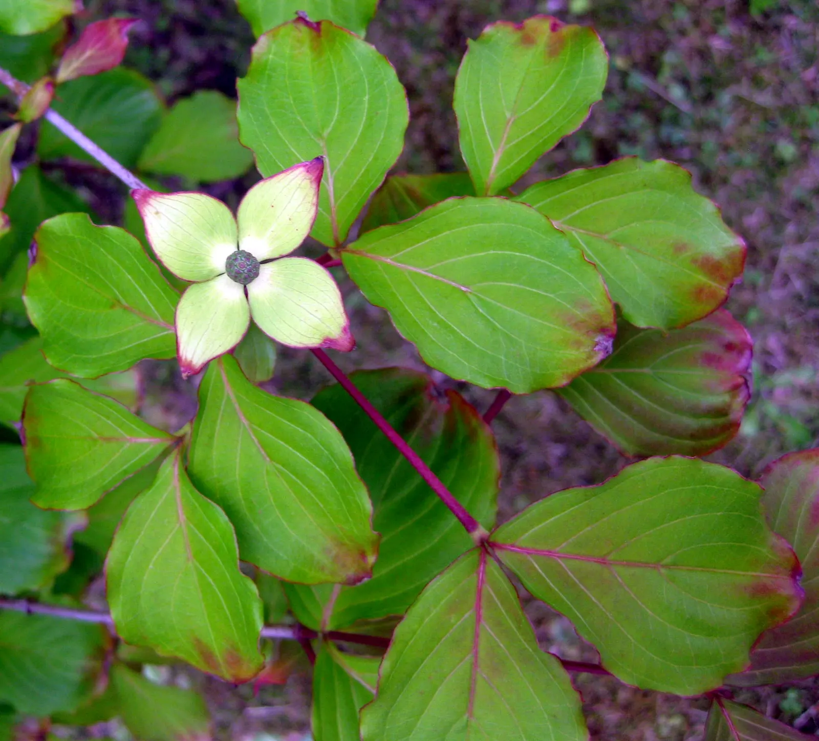 Chinese Dogwood (Cornus Kousa Var. Chinensis) — preferring partial shade to full sun and well-drained soil with consistent moisture; it is also relatively