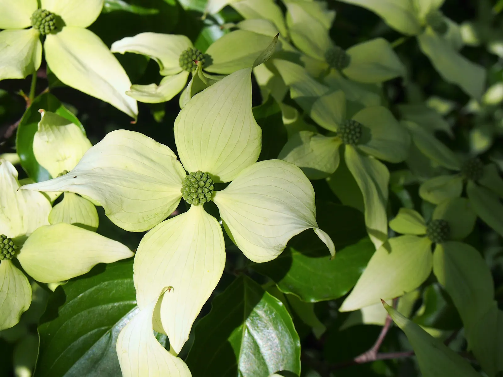 Chinese Dogwood (Cornus Kousa Var. Chinensis) — chinensis) is a graceful, small deciduous tree reaching up to 20-30 feet at maturity; deciduous tree is