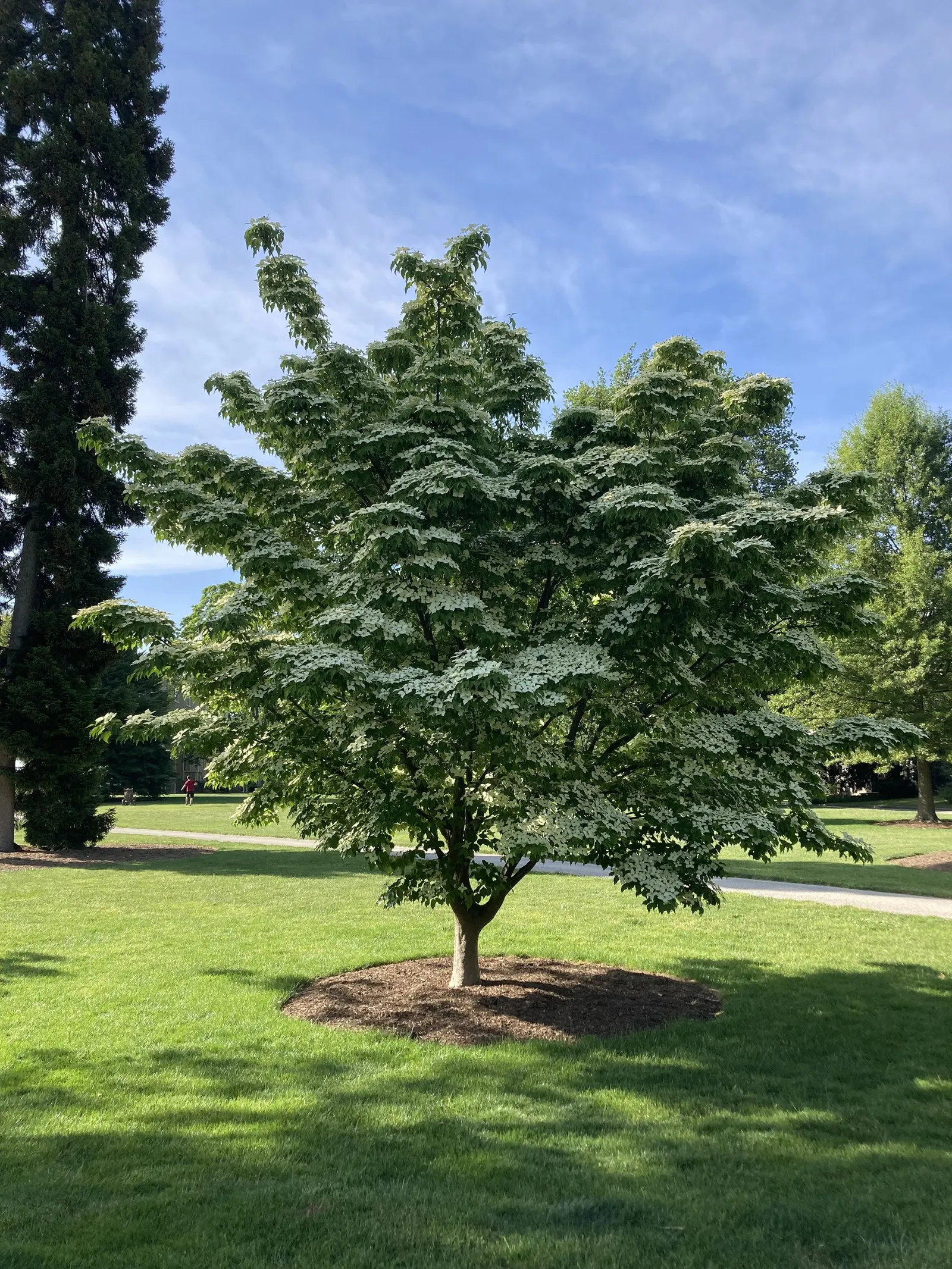 Chinese Dogwood (Cornus Kousa Var. Chinensis) — particularly to Dogwood anthracose
