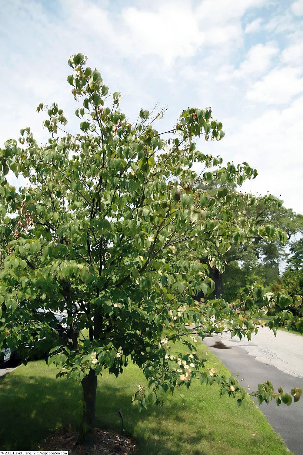 Chinese Dogwood (Cornus Kousa Var. Chinensis) — the Chinese Dogwood will undoubtedly be an exquisite and enduring feature within your client's, image 84
