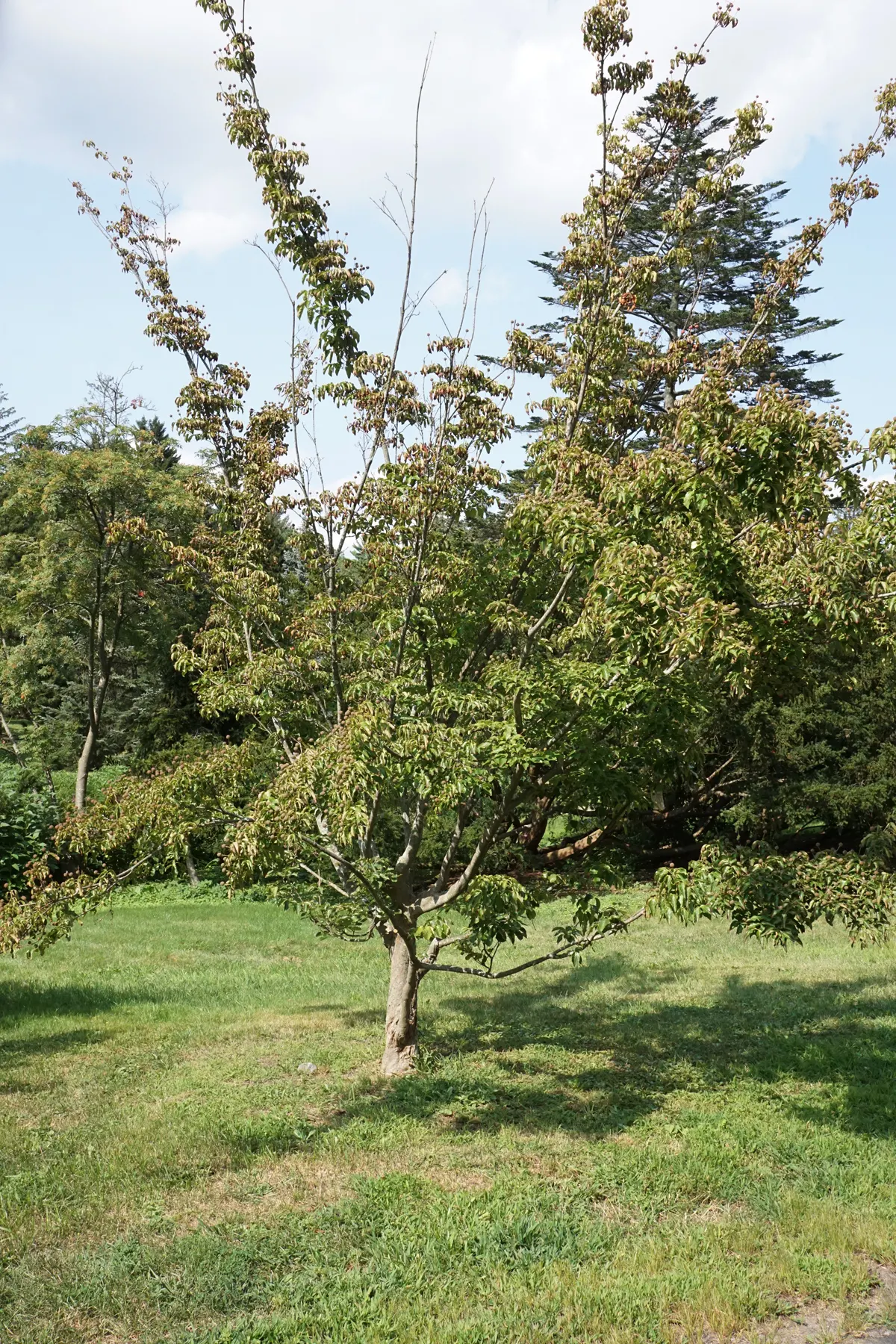 Chinese Dogwood (Cornus Kousa Var. Chinensis) — typically maturing to a height of 15 to 30 feet with a spread of 15 to 30 feet at an average growth, image 41