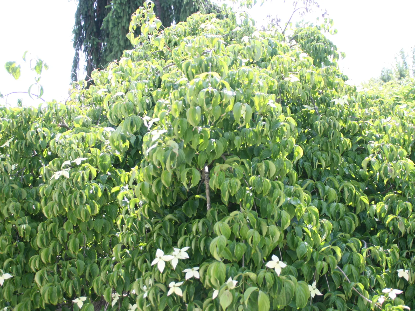 Chinese Dogwood (Cornus Kousa Var. Chinensis) — Ideal as a specimen or focal point, this hardy tree prefers partial shade and well-drained soil