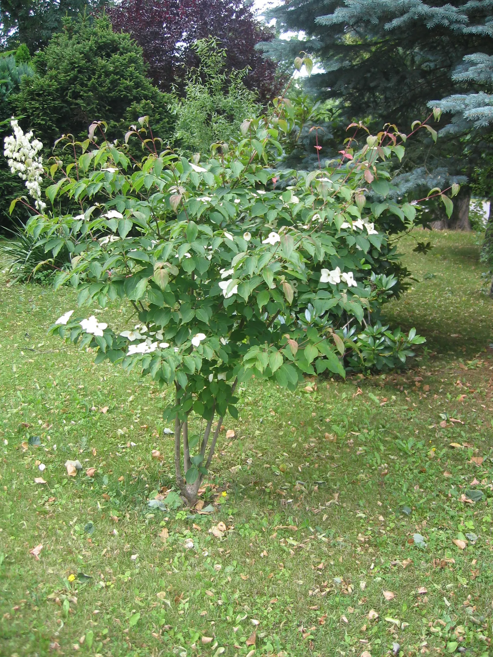 Chinese Dogwood (Cornus Kousa Var. Chinensis) — from specimen and border plantings to wildlife gardens