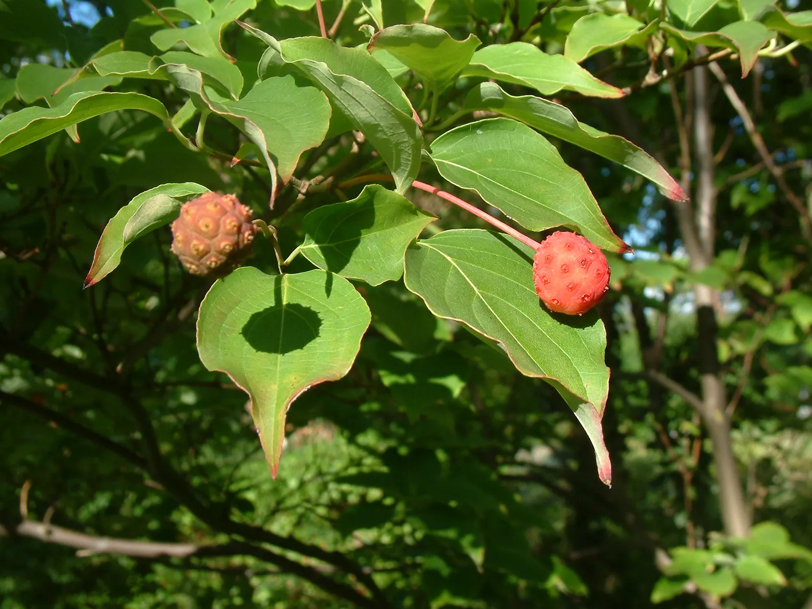 Chinese Dogwood (Cornus Kousa Var. Chinensis) — consider incorporating the Chinese Dogwood; chinensis) is a graceful, small deciduous tree reaching, image 96