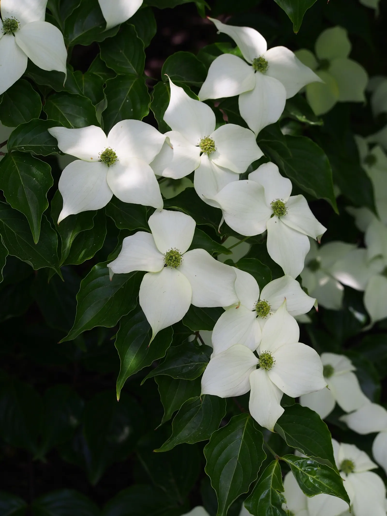 Chinese Dogwood (Cornus Kousa Var. Chinensis) — scientifically known as Cornus kousa var; consider incorporating the Chinese Dogwood, image 126