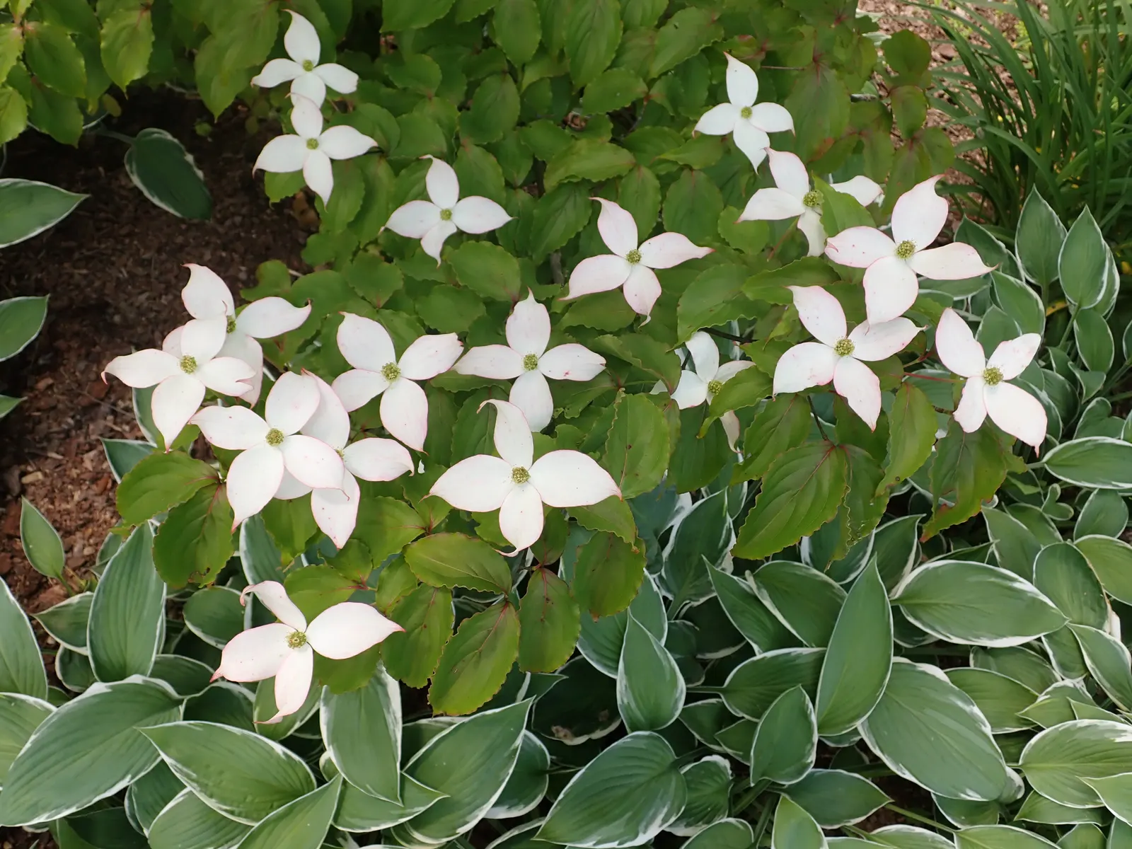 Chinese Dogwood (Cornus Kousa Var. Chinensis) — preferring partial shade to full sun and well-drained soil with consistent moisture; it is also, image 107