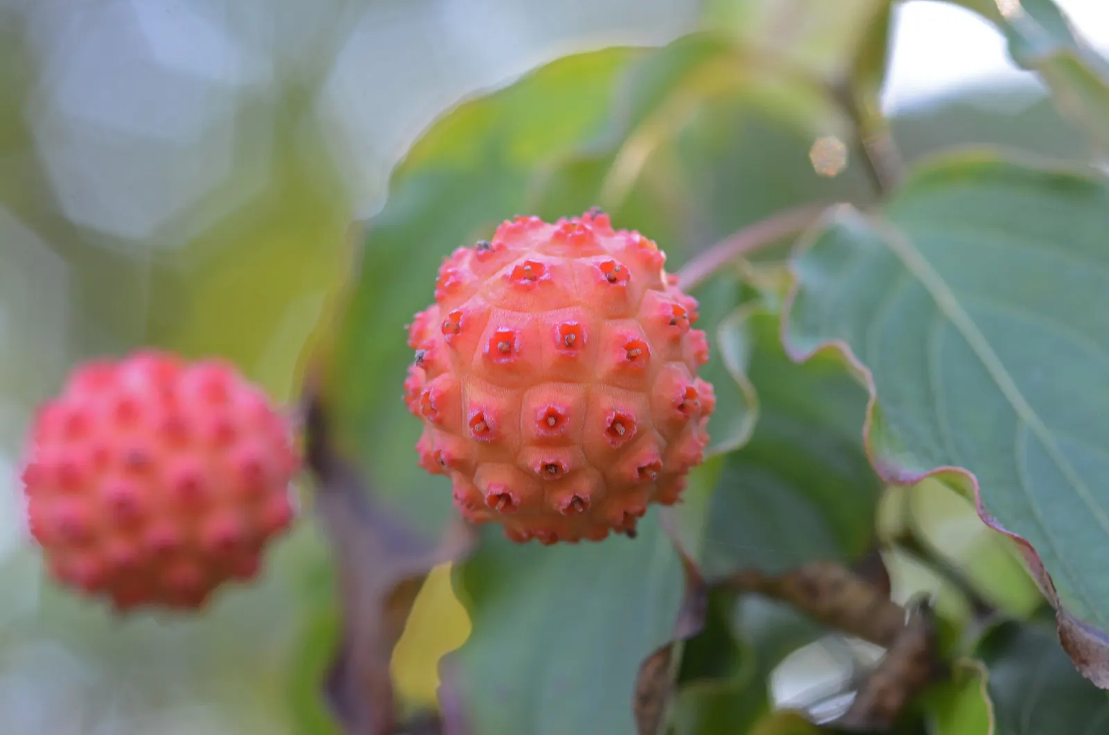 Chinese Dogwood (Cornus Kousa Var. Chinensis) — the Chinese Dogwood blossoms profusely with star-like flowers which are actually bracts; for an, image 101