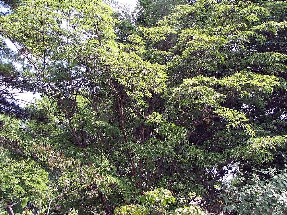 Chinese Dogwood (Cornus Kousa Var. Chinensis) — it features prolific white-to-pink bracts in late spring; desirable for its year-round beauty, image 62