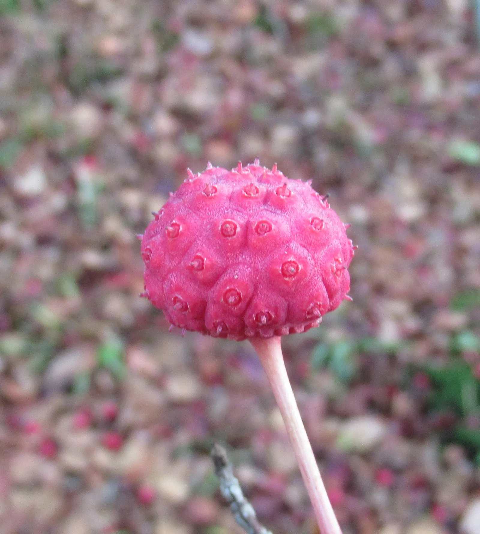 Chinese Dogwood (Cornus Kousa Var. Chinensis) — followed by raspberry-like fruits; known for its layered structure and vase shape, image 63