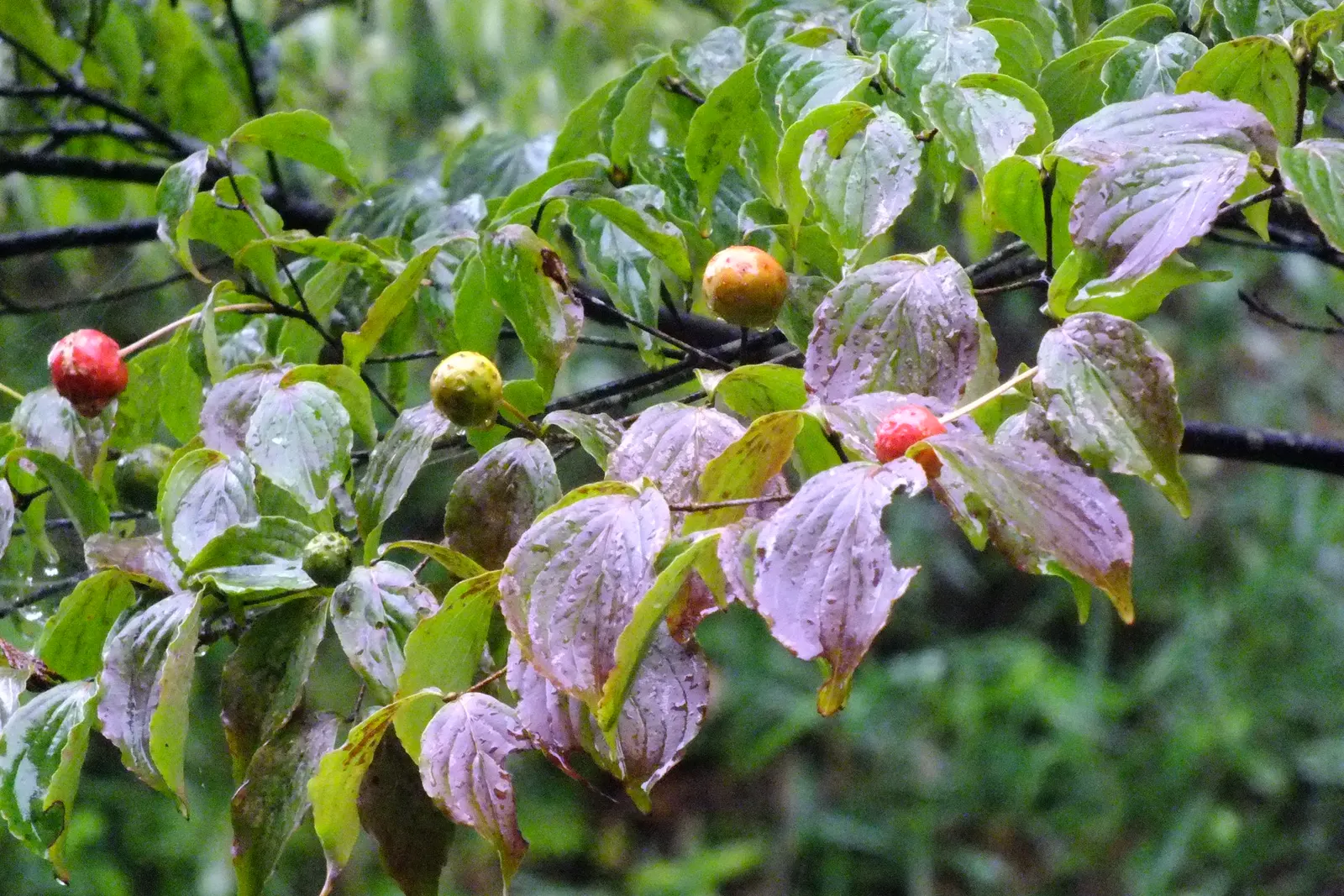 Chinese Dogwood (Cornus Kousa Var. Chinensis) — the Chinese Dogwood blossoms profusely with star-like flowers which are actually bracts