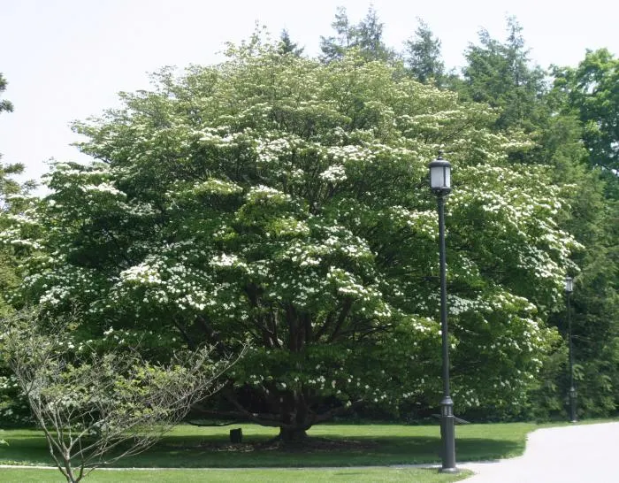 Chinese Dogwood (Cornus Kousa Var. Chinensis) — deciduous tree is celebrated for its multi-seasonal interest; maturing to a subtle shade of pink, image 98