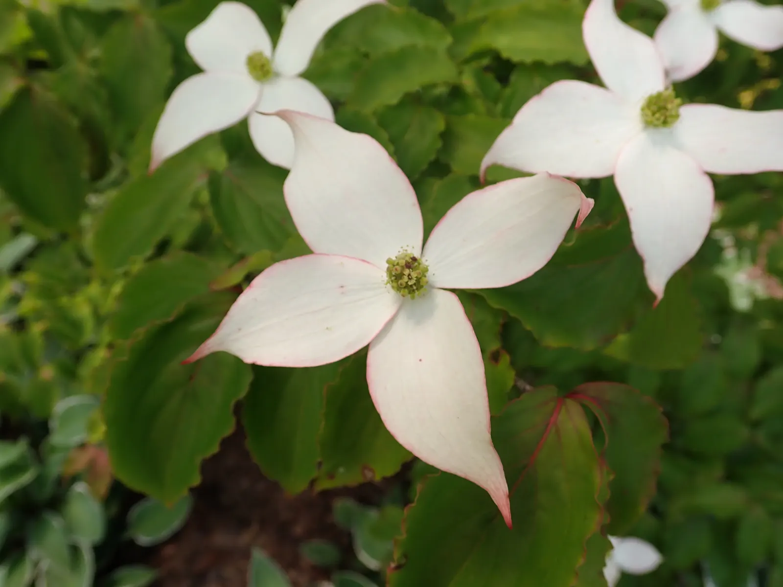 Chinese Dogwood (Cornus Kousa Var. Chinensis) — Ideal as a specimen or focal point, this hardy tree prefers partial shade and well-drained soil, image 123