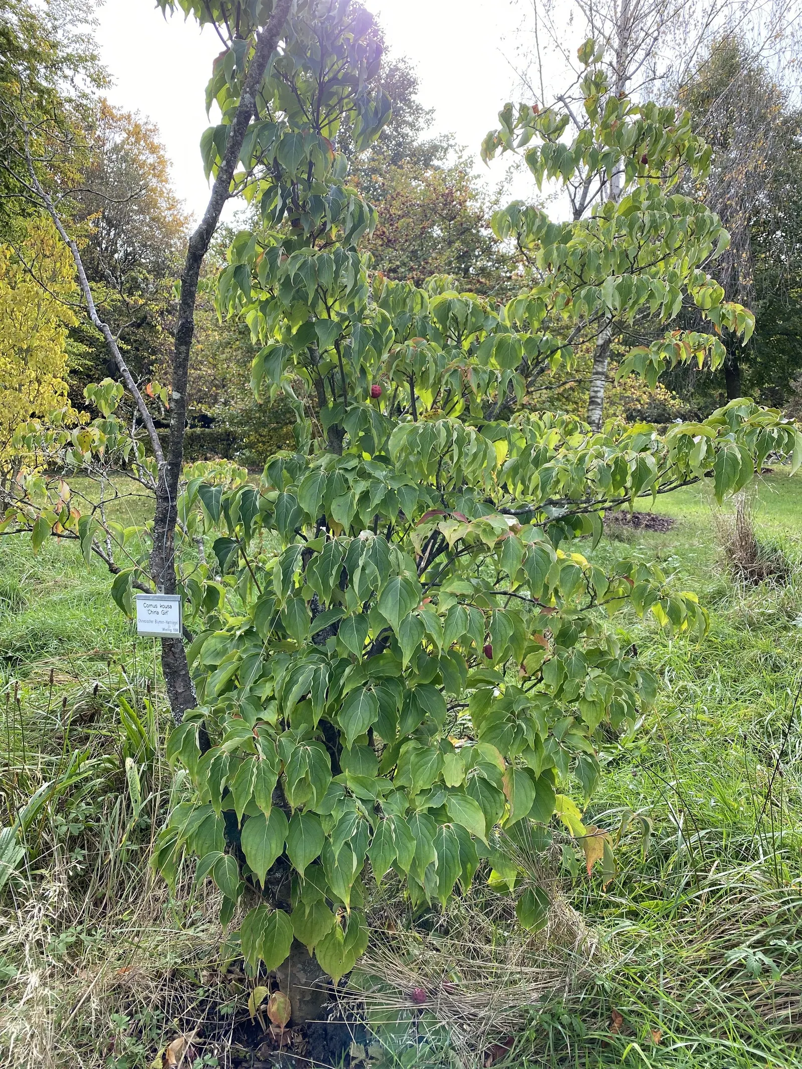 Chinese Dogwood (Cornus Kousa Var. Chinensis) — maturing to a subtle shade of pink; with good resistance to pests and diseases, image 132