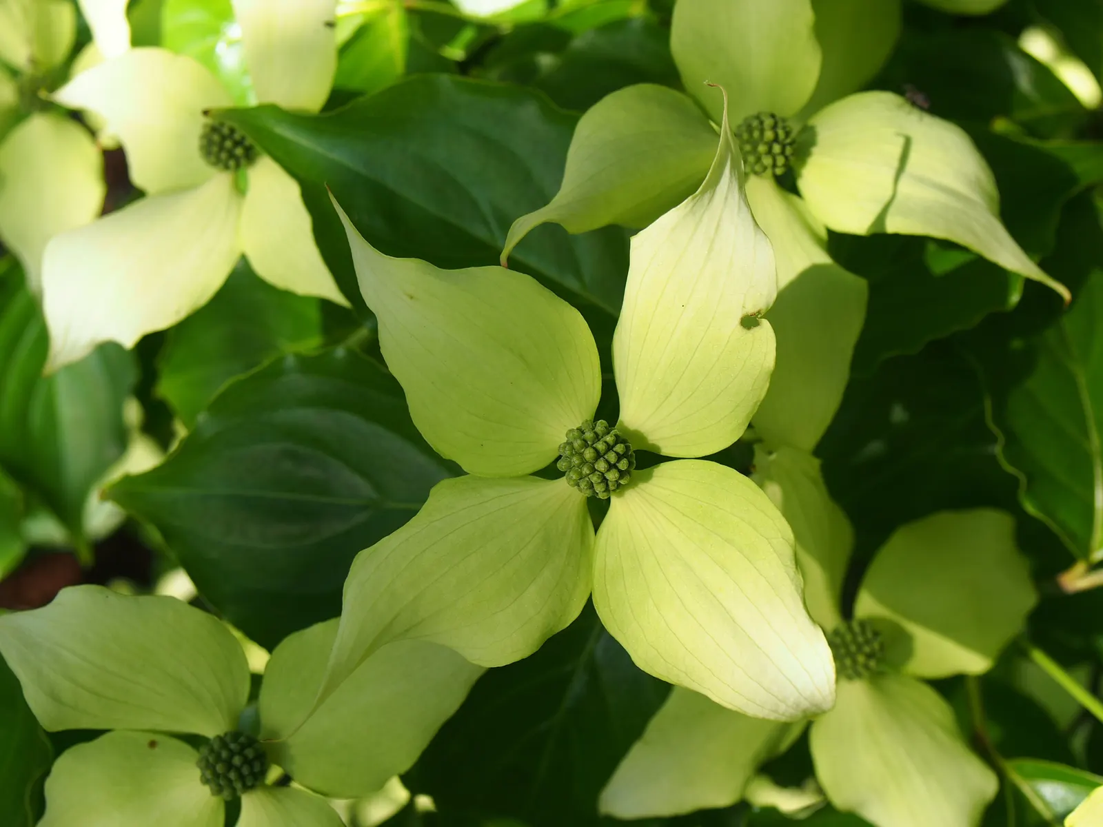 Chinese Dogwood (Cornus Kousa Var. Chinensis) — preferring partial shade to full sun and well-drained soil with consistent moisture; it is also, image 136