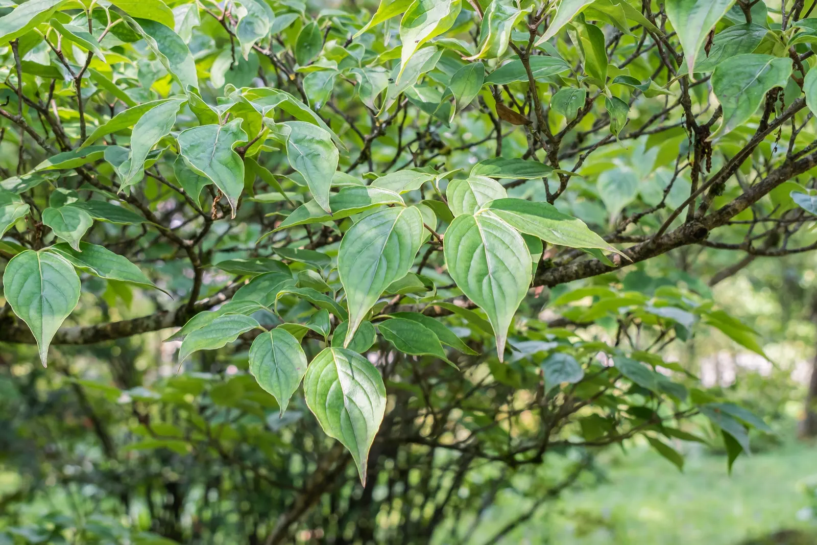 Chinese Dogwood (Cornus Kousa Var. Chinensis) — Desirable for its year-round beauty; white flowers in the garden, image 83