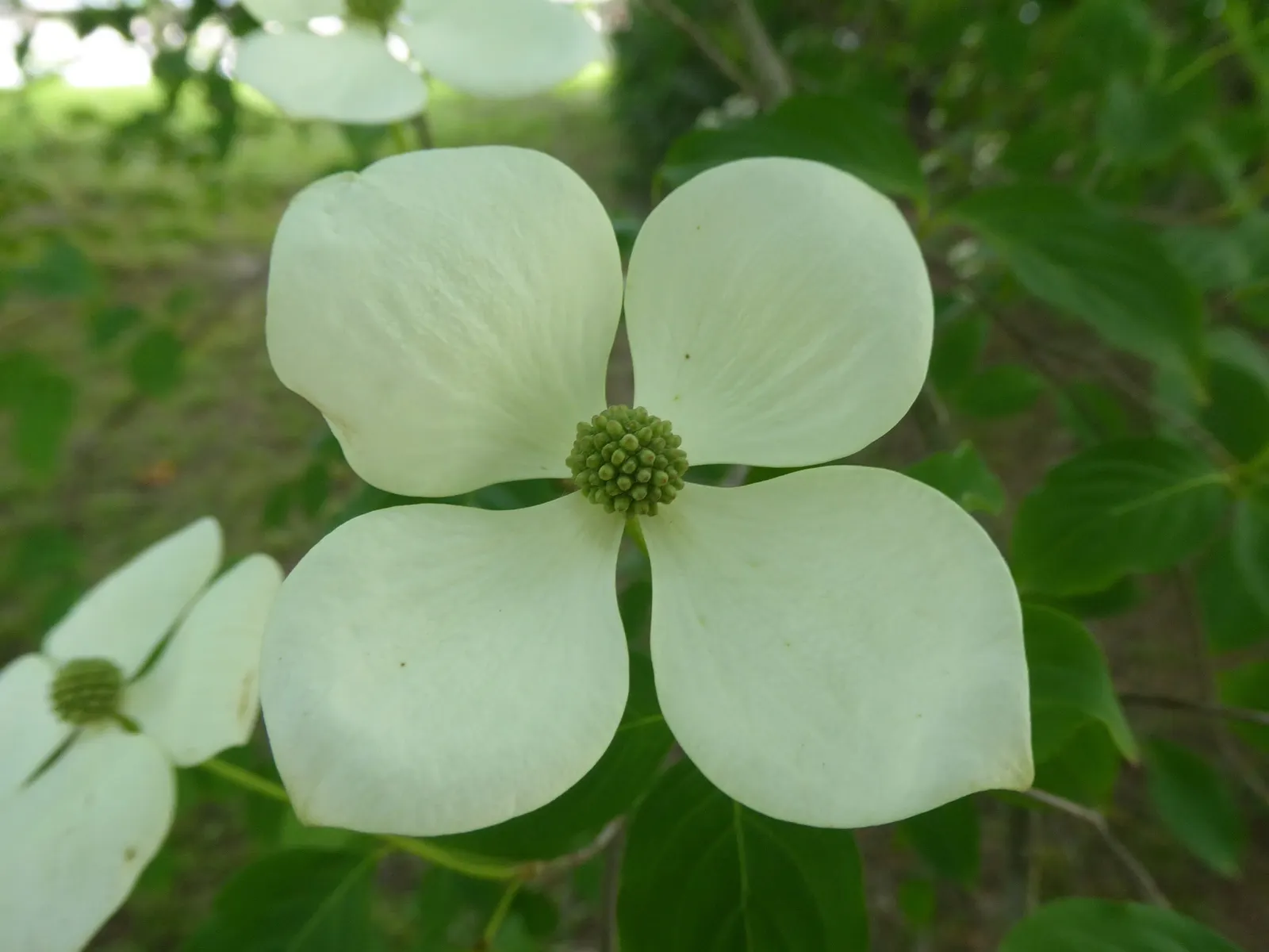 Chinese Dogwood (Cornus Kousa Var. Chinensis) — It has green foliage that turns to radiant reds and purples in fall; scientifically known as Cornus, image 64