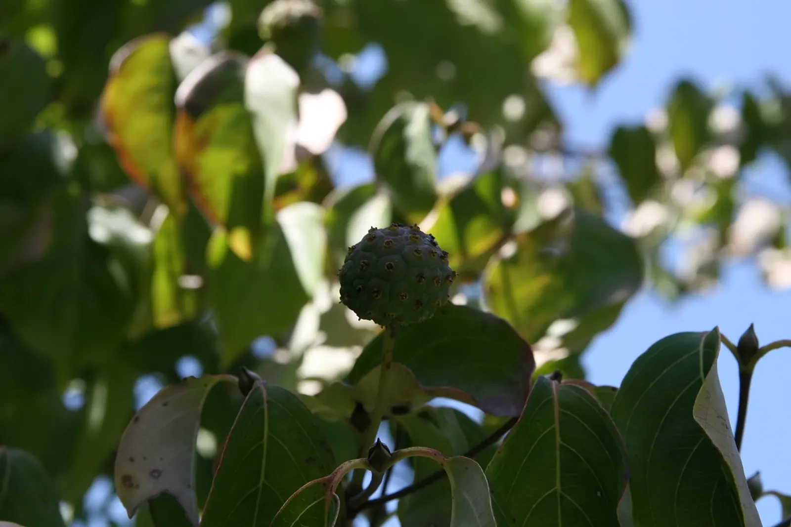 Chinese Dogwood (Cornus Kousa Var. Chinensis) — the foliage transitions into a vivid display of reddish-purple and scarlet hues; shrub / tree for, image 75