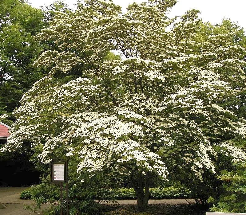 Chinese Dogwood (Cornus Kousa Var. Chinensis) — with good resistance to pests and diseases; it has green foliage that turns to radiant reds and purples in fall