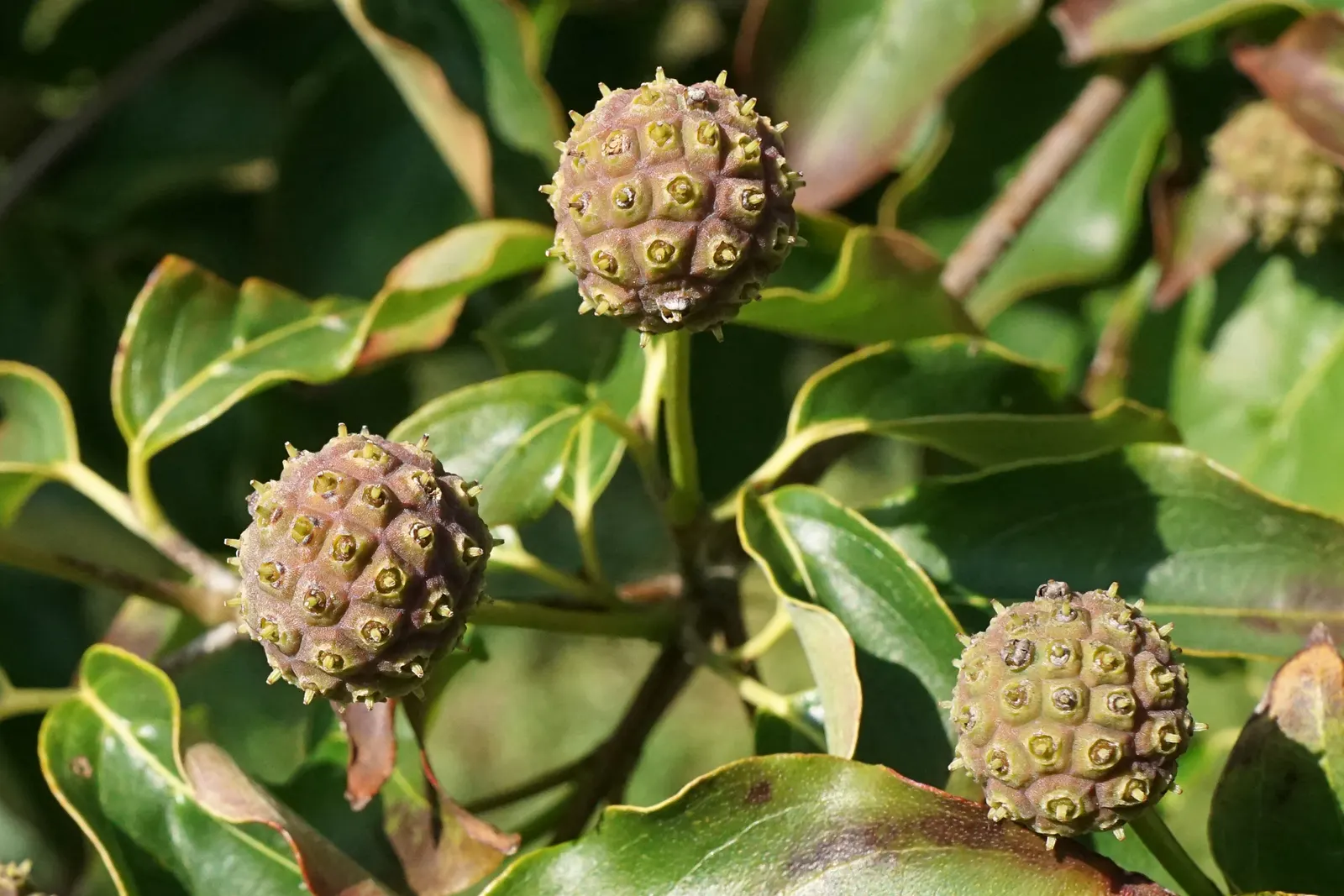 Chinese Dogwood (Cornus Kousa Var. Chinensis) — Ideal as a specimen or focal point, this hardy tree prefers partial shade and well-drained soil, image 94