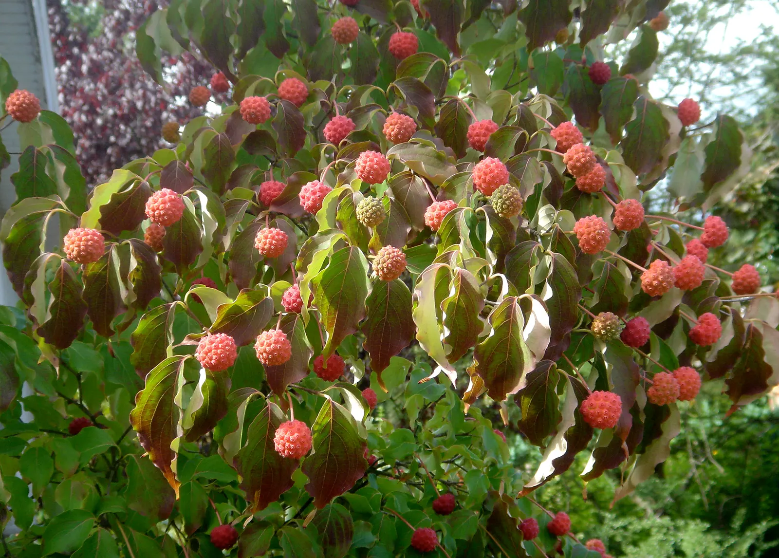 Chinese Dogwood (Cornus Kousa Var. Chinensis) — the Chinese Dogwood will undoubtedly be an exquisite and enduring feature within your client's garden