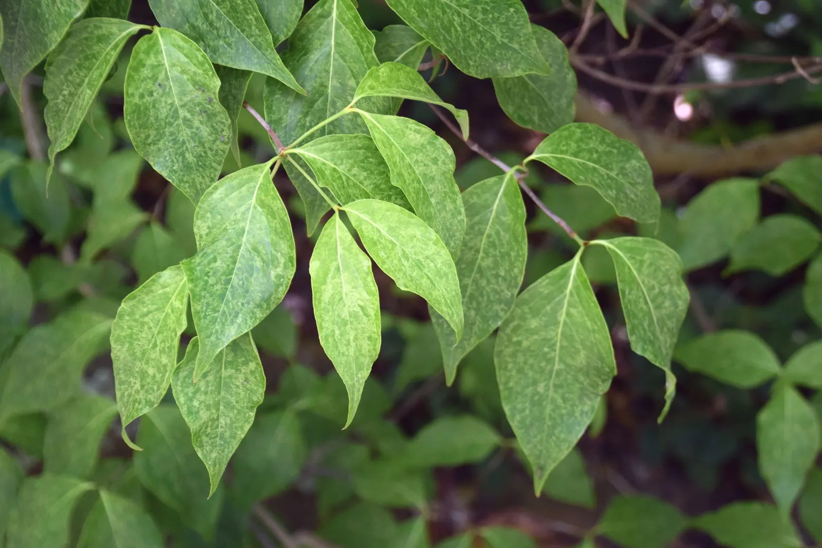 Chinese Dogwood (Cornus Kousa Var. Chinensis) — the Chinese Dogwood blossoms profusely with star-like flowers which are actually bracts; for an, image 130