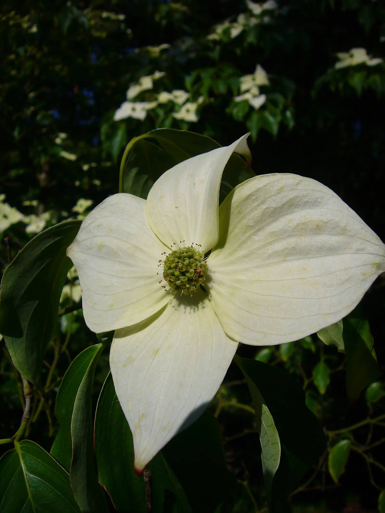 Chinese Dogwood (Cornus Kousa Var. Chinensis) — four-petaled and creamy white initially, image 131