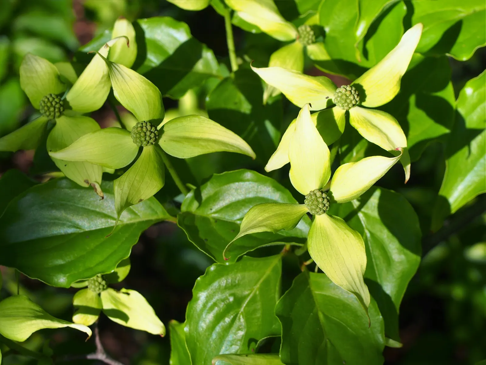 Chinese Dogwood (Cornus Kousa Var. Chinensis) — Ideal as a specimen or focal point, this hardy tree prefers partial shade and well-drained soil, image 65