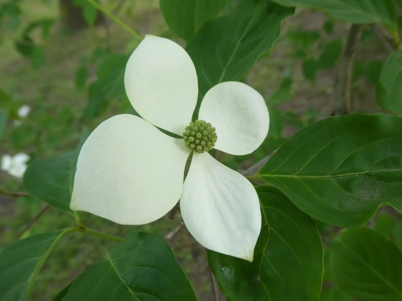 Chinese Dogwood (Cornus Kousa Var. Chinensis) — consider incorporating the Chinese Dogwood; chinensis) is a graceful, small deciduous tree reaching up to 20-30