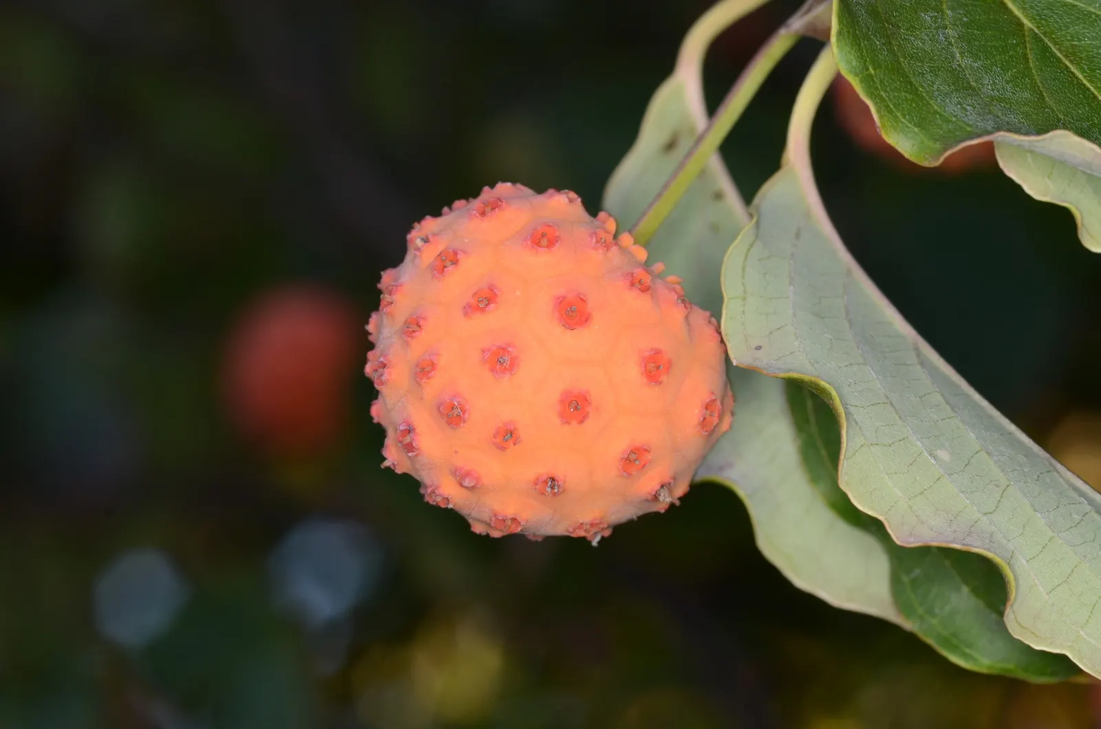 Chinese Dogwood (Cornus Kousa Var. Chinensis) — scientifically known as Cornus kousa var; consider incorporating the Chinese Dogwood, image 97